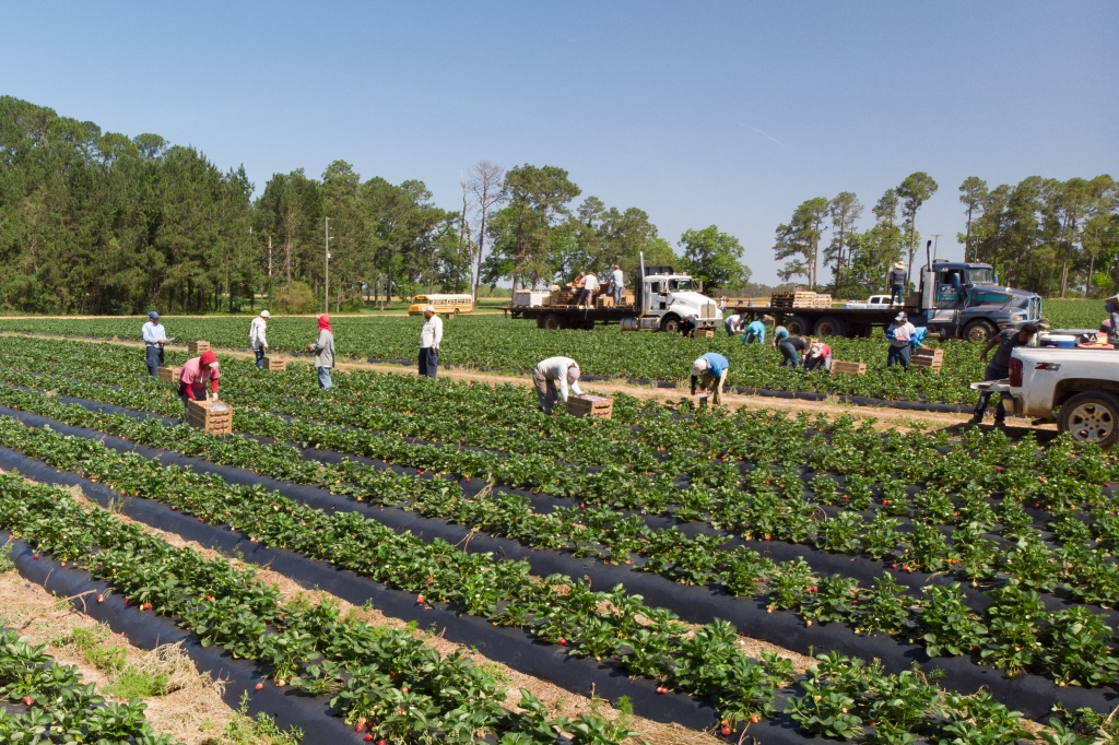 Farm workers in field in Georgia.